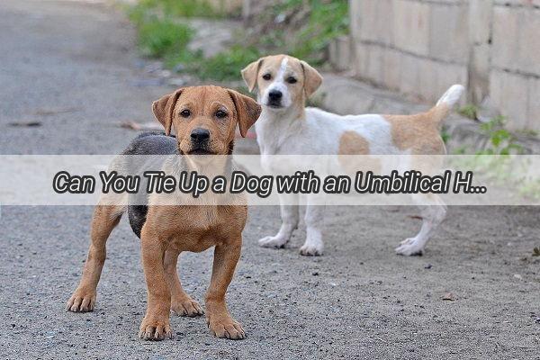 Can You Tie Up a Dog with an Umbilical Hernia A Comprehensive Guide to Safe and Effective Care